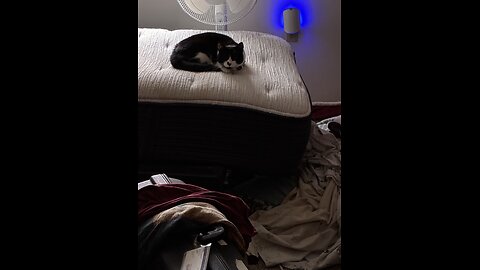 Cats getting hungry for breakfast