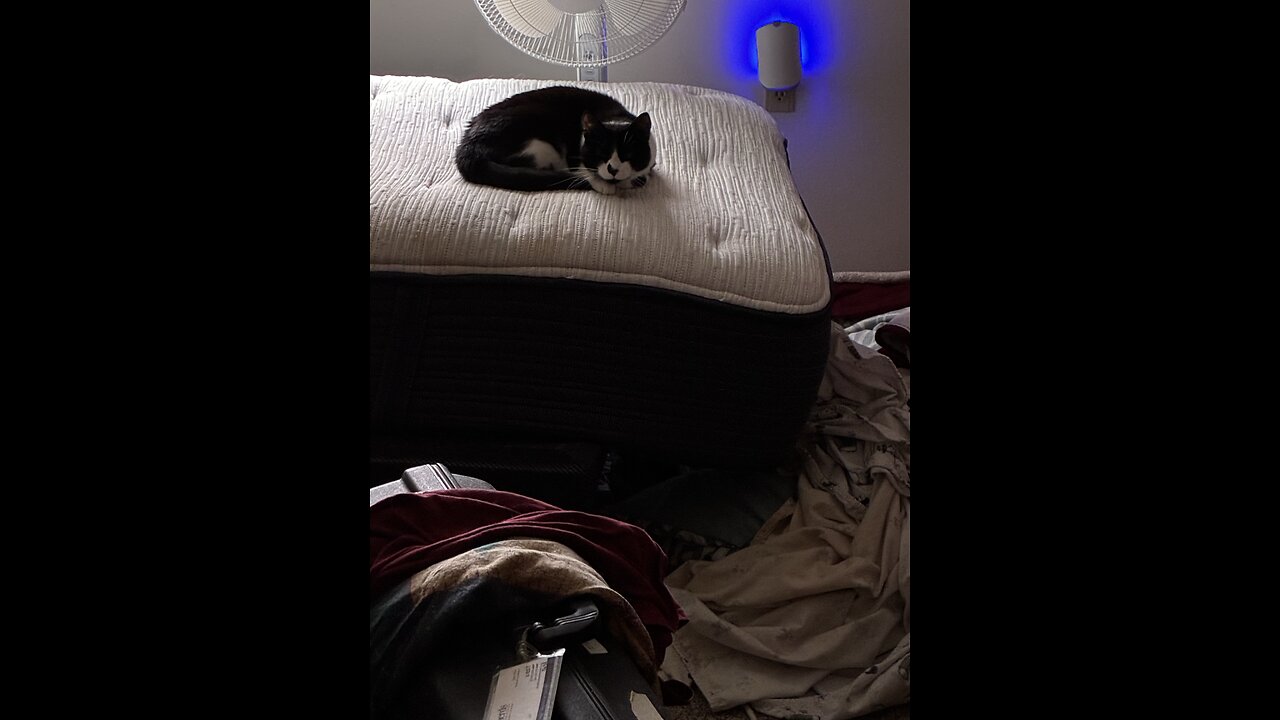 Cats getting hungry for breakfast