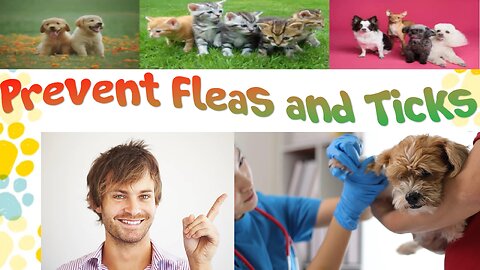 Tips for Preventing Fleas and Ticks in Your Pets