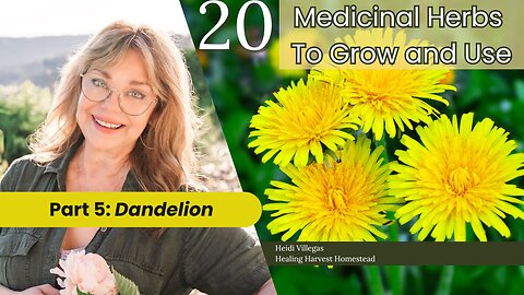 20 Medicinal Herbs to Grow & Use - Part 5: Dandelion (Taraxacum officinale)