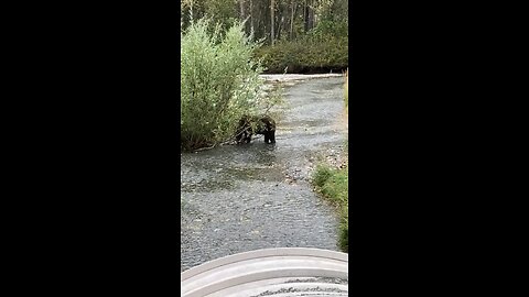 Grizzly eating salmon