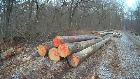 Deutschlands Wälder werden ausgeplündert! #verbrannte_Erde