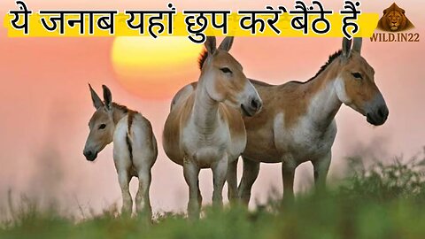 So this gentleman is hiding here in the Little Rann of Kutch (LRK) | Wild ass wildlife Documentary