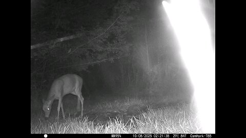 Deer Cam 10 08 2025 Game Cam Trail Camera