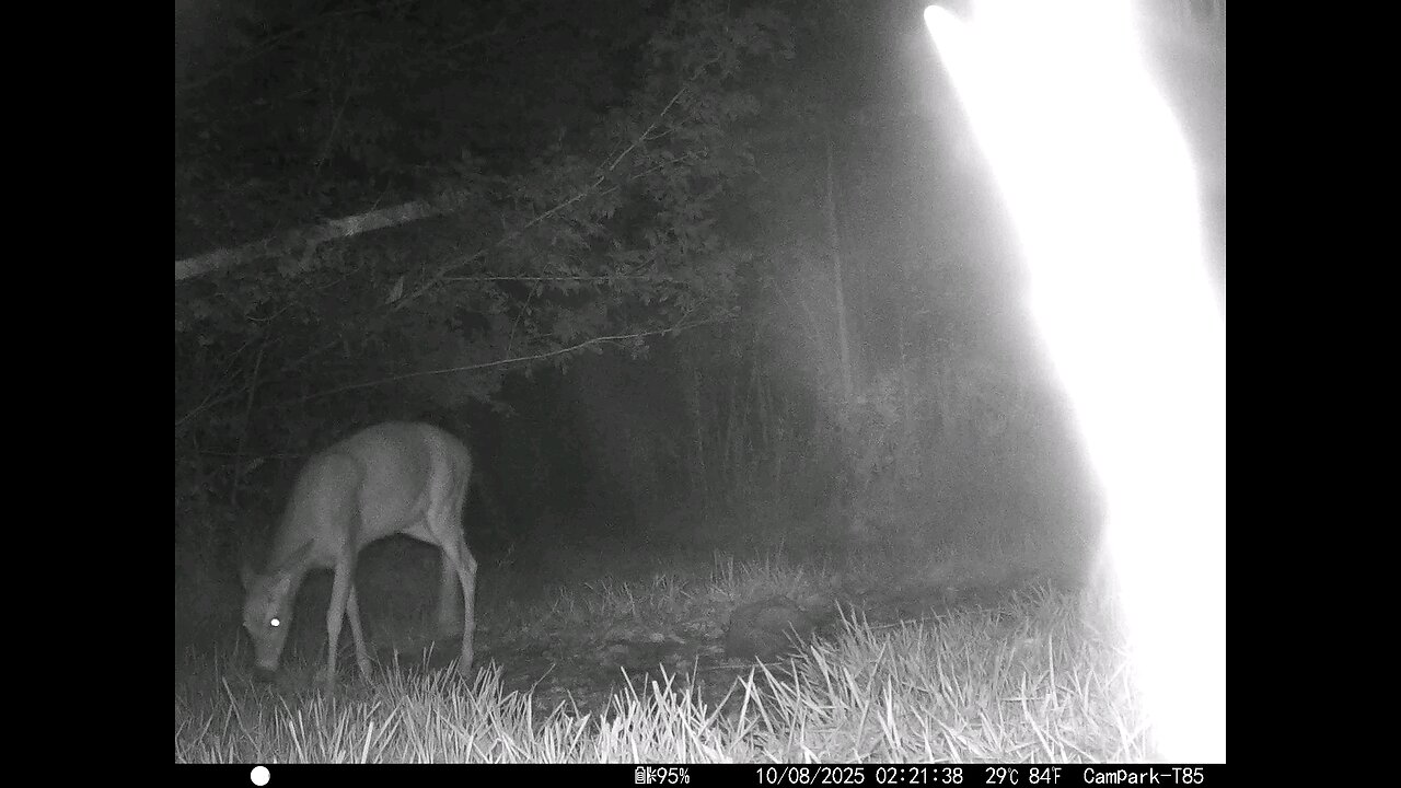 Deer Cam 10 08 2025 Game Cam Trail Camera