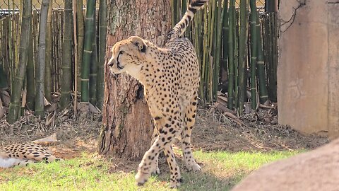 Cheetah enclosure in Busch Gardens Tampa FL