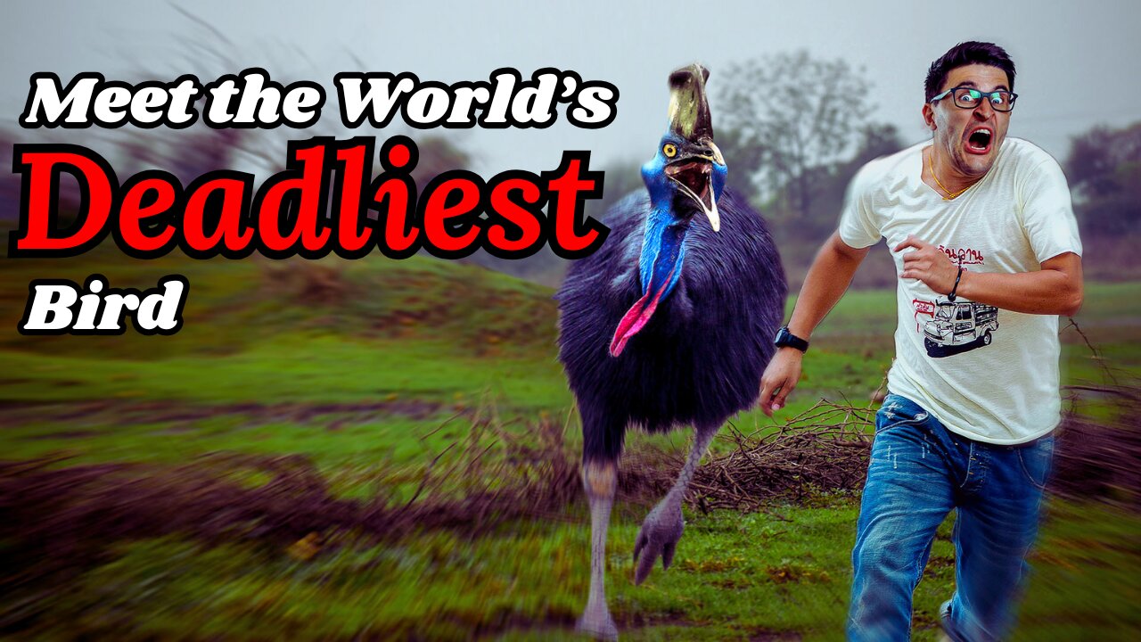 The World’s Deadliest Bird: The Cassowary | #animals #facts #viral