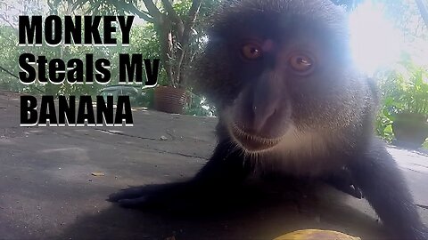 Monkey Steals Banana | Sykes' Monkey