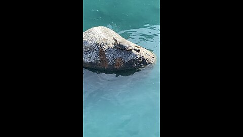 Red-Rared Slider Turtle 🐢 #redearedslider #turtle #subscribe #shorts #trending #viral