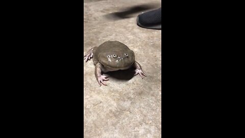 Funny Frog