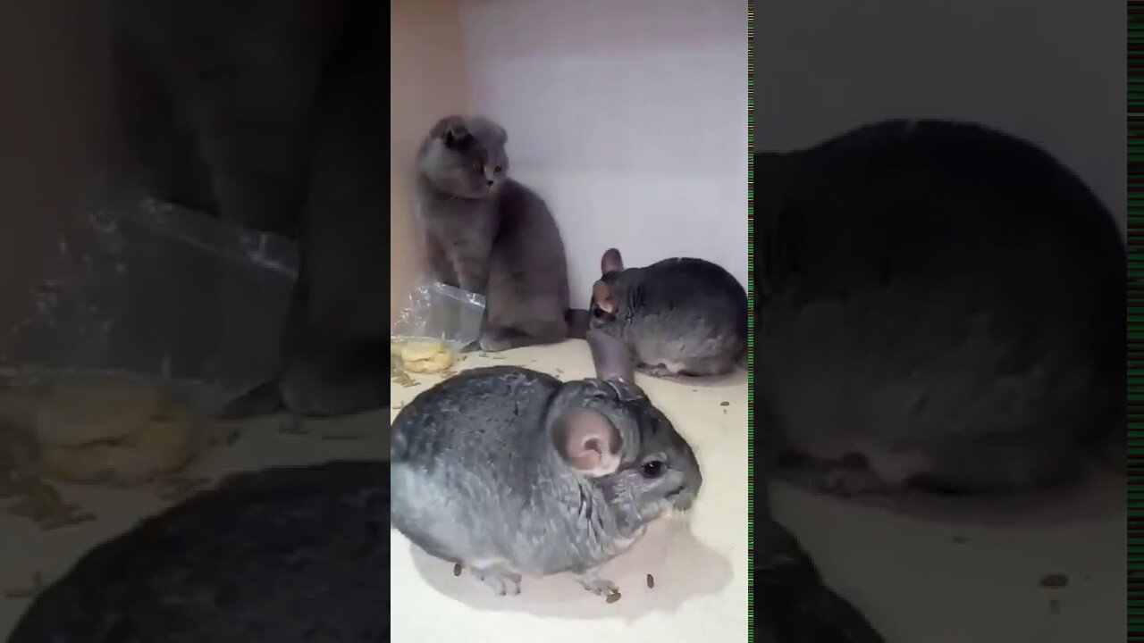 Chinchilla fighting with cat