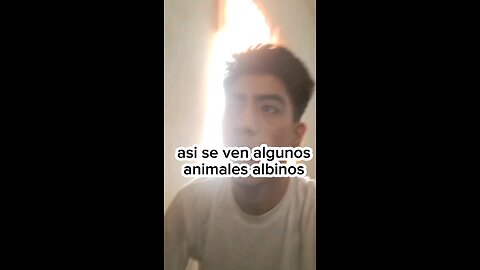 animales albinos