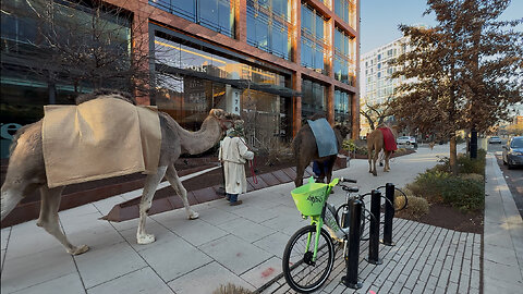 Camels Brought Out in Washington, D.C. for Epiphany Celebration