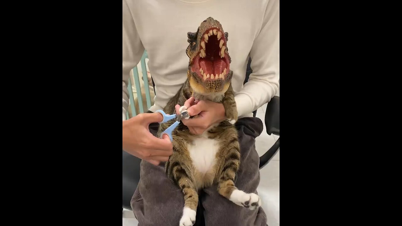 This Is How You Can Fool A Cat 🐈 For NailCut