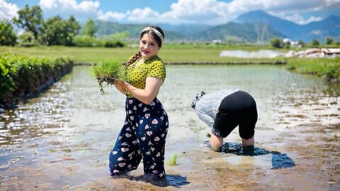 Les magnifiques rizières de Gilan : plantation de riz dans un paradis rural