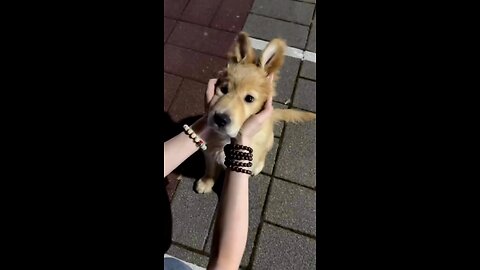 Such a Cute Doggy Face 😍 - Do You Agree?