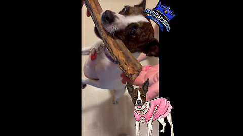 Natural Beef Rib Bone 4 Princess