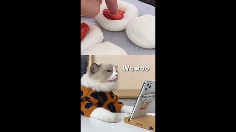 FUNNY CAT