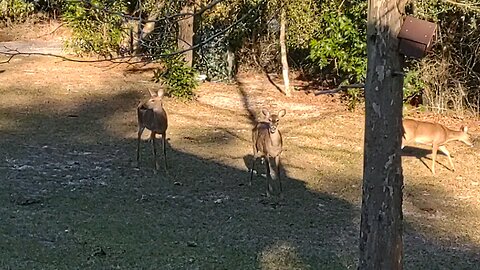 FL Deer Feb 28, 25