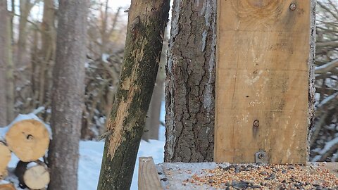 26 min of birds eating