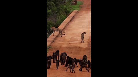 CF6 and his daughter encountered a group of baboons.