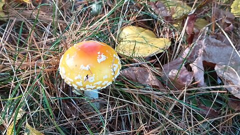 Mushrooms