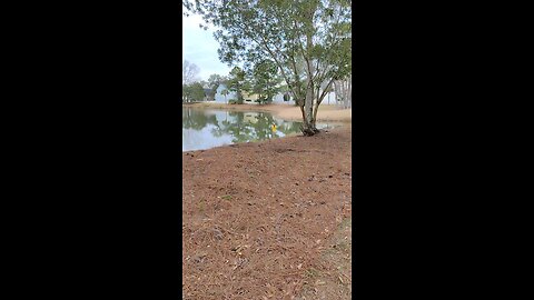 Snake Bird hanging out