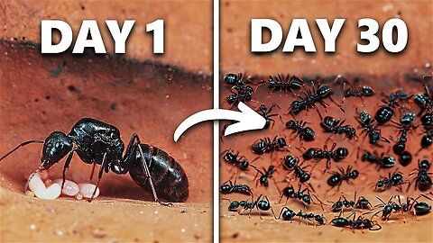 Simulating an Ant Colony For 30 Days