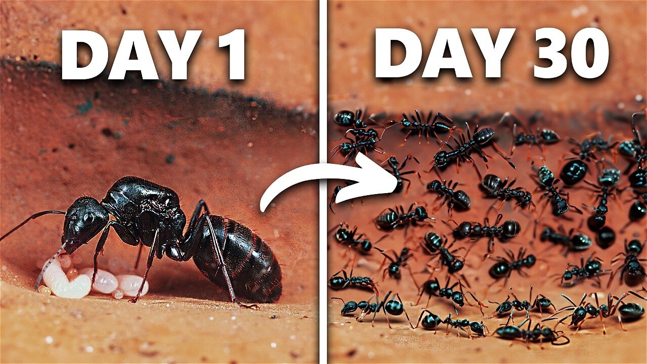 Simulating an Ant Colony For 30 Days