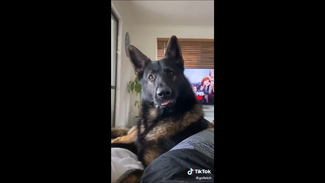 funny animal