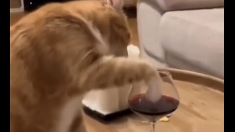 What Happens When Your Cat Drinks Alcohol? Prepare to Laugh!