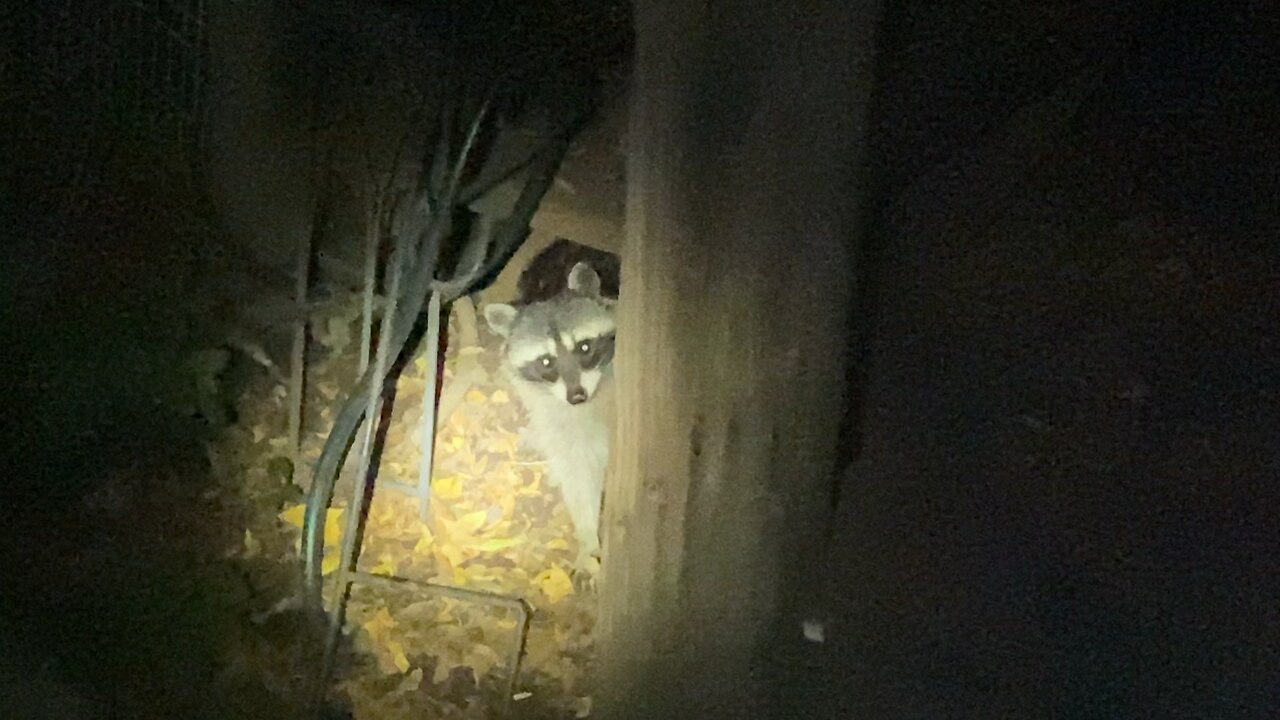 THIS DUDE IS BACK!!🦝🦝🦝