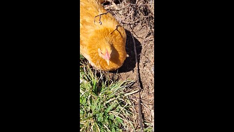 Digging in the dirt!