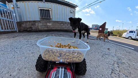 This little black pup looks like he’s wearing socks while eating 😂