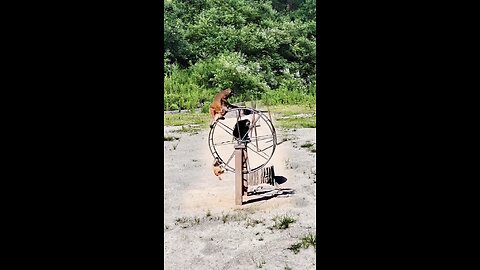 My Monkey So Stupid 🫣😁😘 #shorts, #pets, #animal, #funny