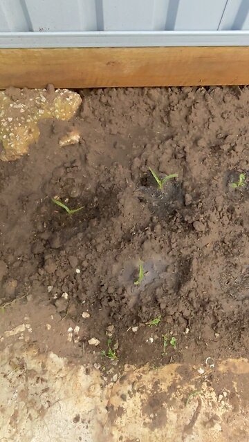 🌽spring is here🌽