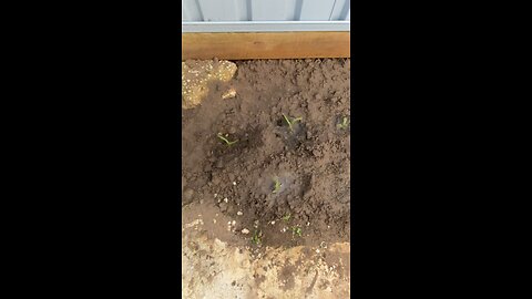 🌽spring is here🌽