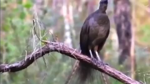 LYREBIRD