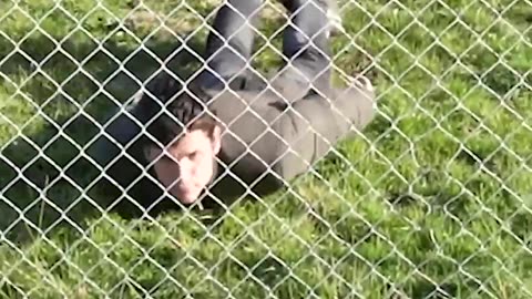 How animals get over a fence 😂 pt2 (With emojis)