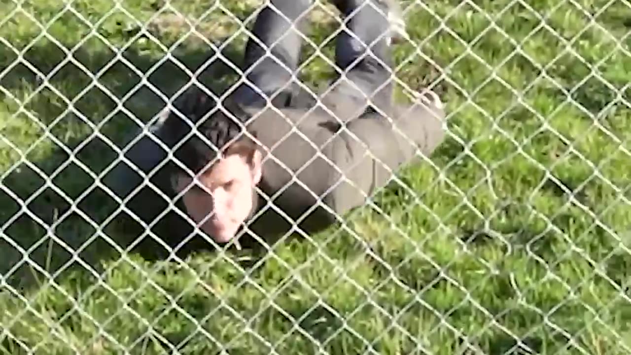 How animals get over a fence 😂 pt2 (With emojis)