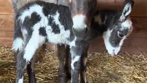 The donkey has just given birth to its first baby... 🥺