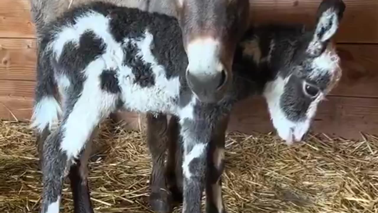 The donkey has just given birth to its first baby... 🥺