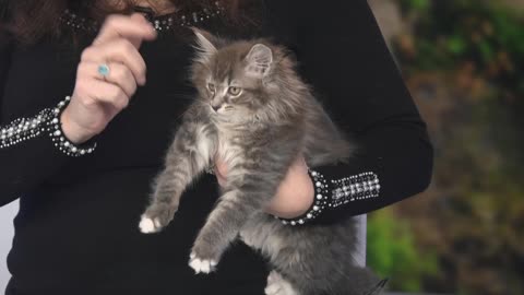 Pick of the Litter: Meet Ozzie, a cute kitty available for adoption!