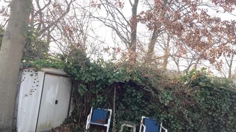 Blue Jay and northern Cardinal