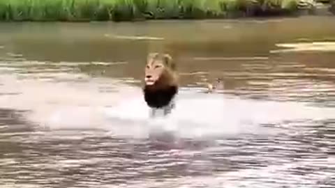 animals