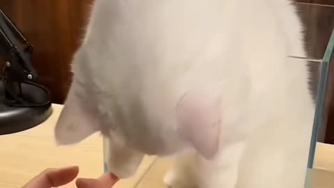 Kitten Comedy | Pure Happiness 😻🎉