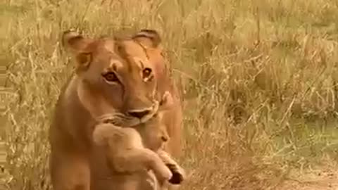 animals