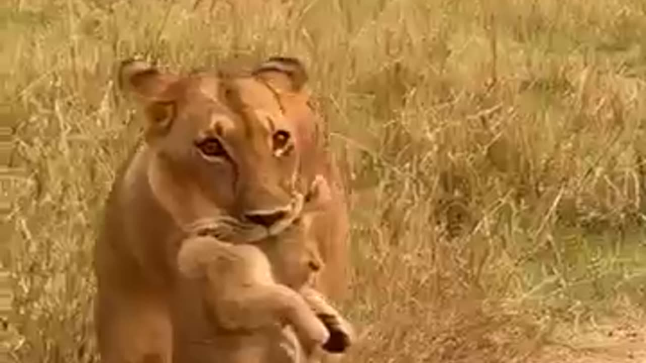 animals
