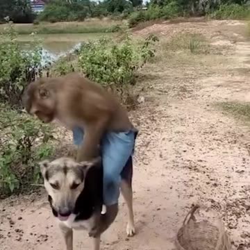 The planet of the apes story line begins