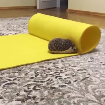 Hedgehog yoga 🤣